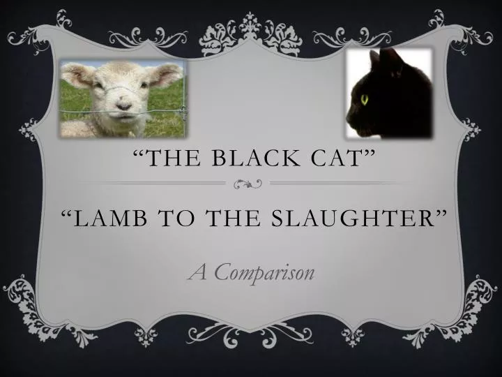 the black cat lamb to the slaughter
