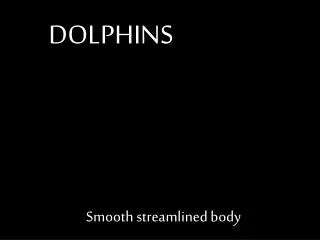 DOLPHINS