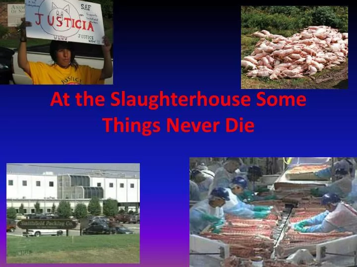 at the slaughterhouse some things never die
