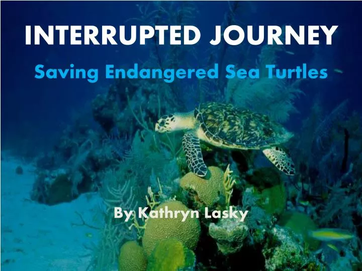 interrupted journey saving endangered sea turtles