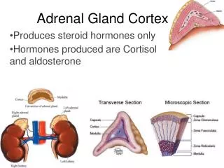 Adrenal Gland Cortex