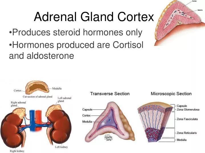 adrenal gland cortex