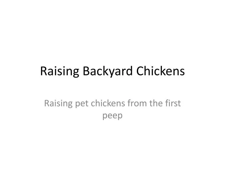 raising backyard chickens