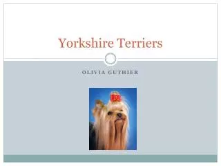 yorkshire terriers