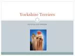 Yorkshire Terriers - slide 1