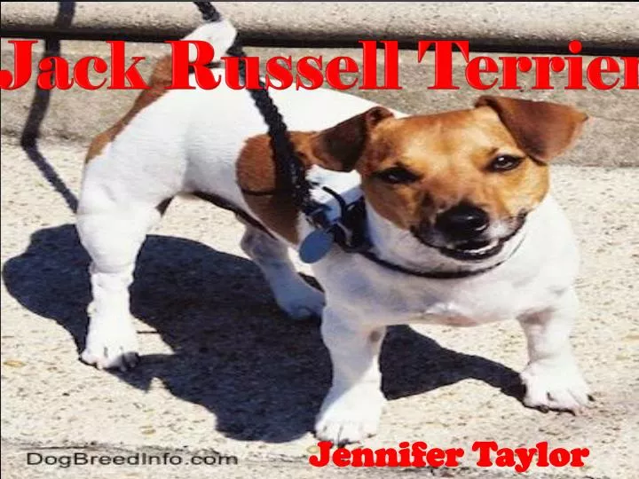 jack russell terriers