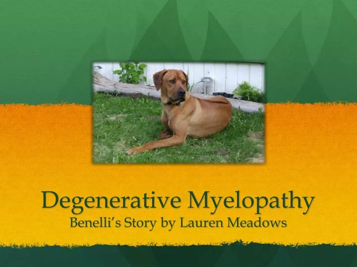 degenerative myelopathy benelli s story by lauren meadows