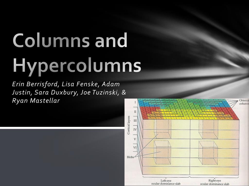 Hyper Collums PPT - Columns and Hypercolumns PowerPoint Presentation, free download ...