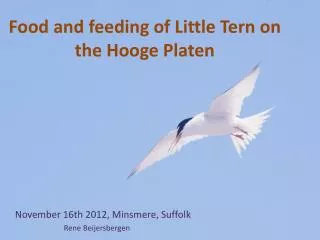 Food and feeding of Little Tern on the Hooge Platen