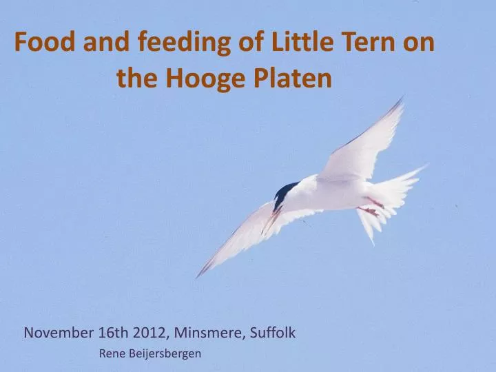 food and feeding of little tern on the hooge platen