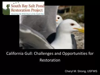 California Gull: Challenges and Opportunities for Restoration