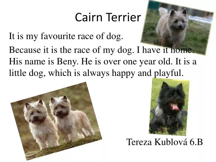 cairn terrier