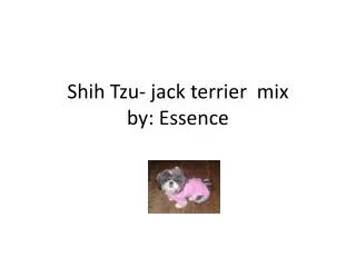 Shih Tzu- jack terrier mix by : Essence