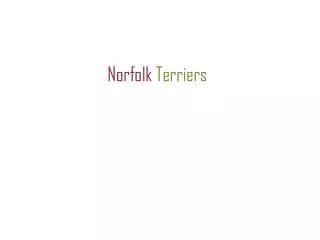 Norfolk Terriers