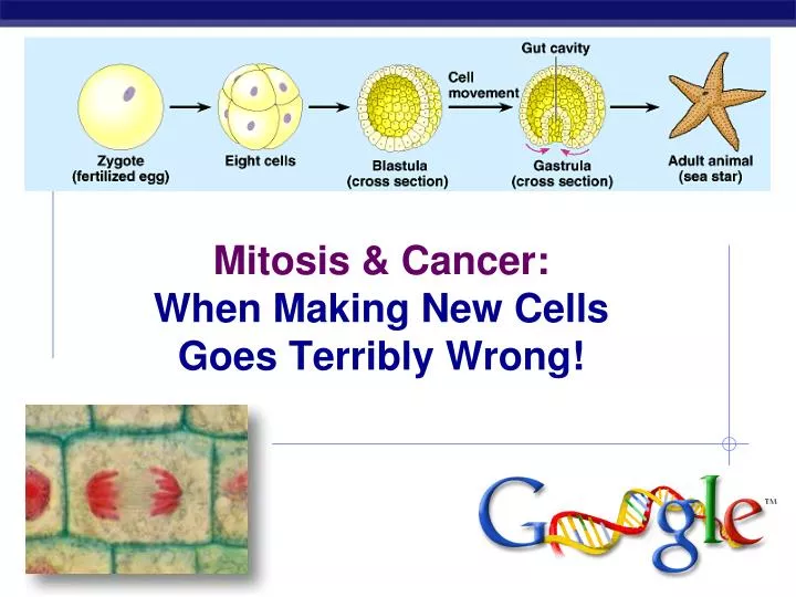 mitosis cancer when making new cells goes terribly wrong