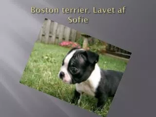 boston terrier l avet af sofie