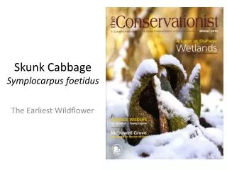 Skunk Cabbage Symplocarpus foetidus