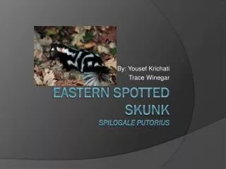 Eastern Spotted Skunk Spilogale putorius