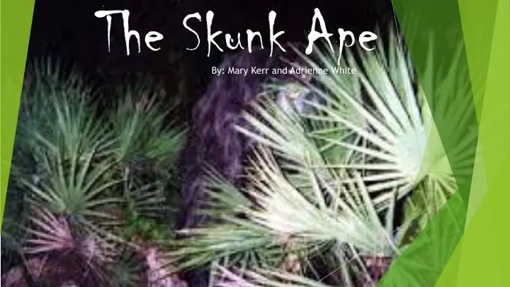 the skunk ape