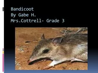 Bandicoot By Gabe H. Mrs.Cottrell - Grade 3