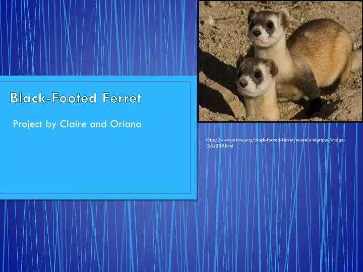 black footed ferret