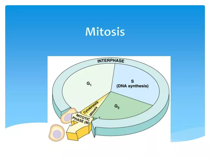 mitosis