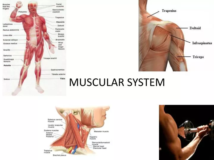 muscular system