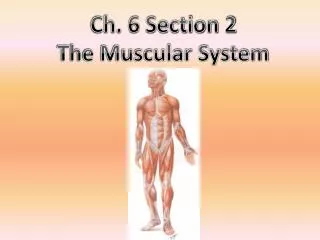 Ch. 6 Section 2 The Muscular System