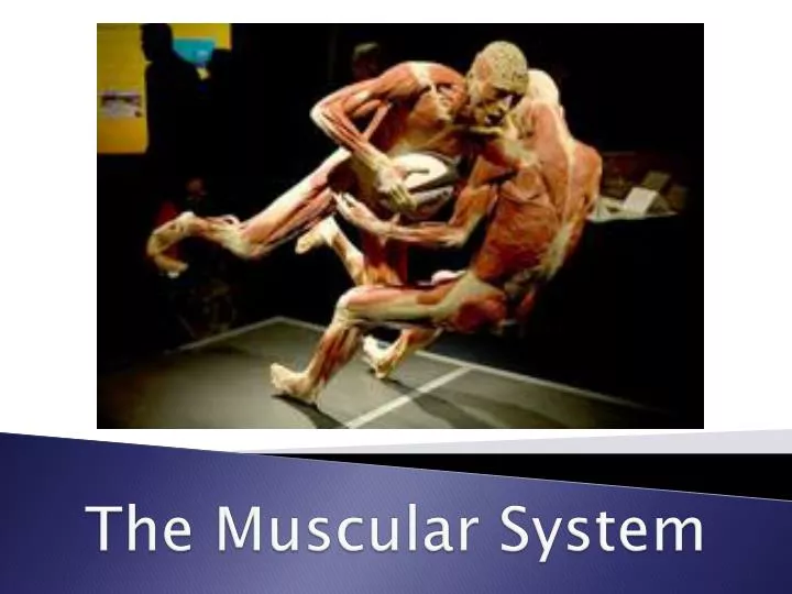 the muscular system