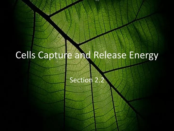 cells capture and release energy