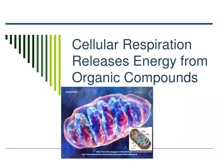 cellular respiration releases energy from organic compounds