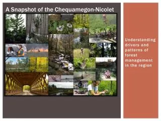 Understanding drivers and patterns of forest management in the region