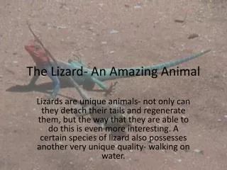 The Lizard- An Amazing Animal
