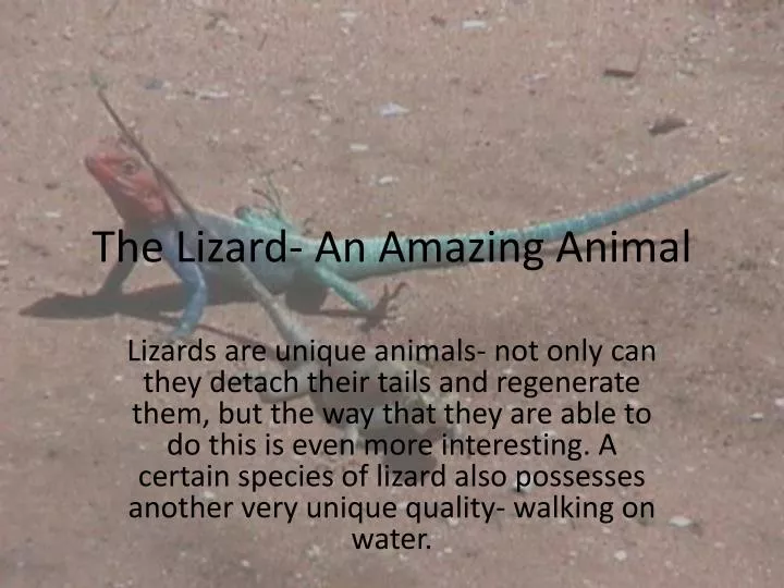 the lizard an amazing animal