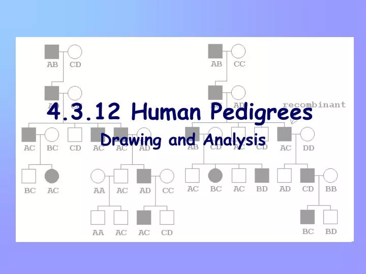 4 3 12 human pedigrees