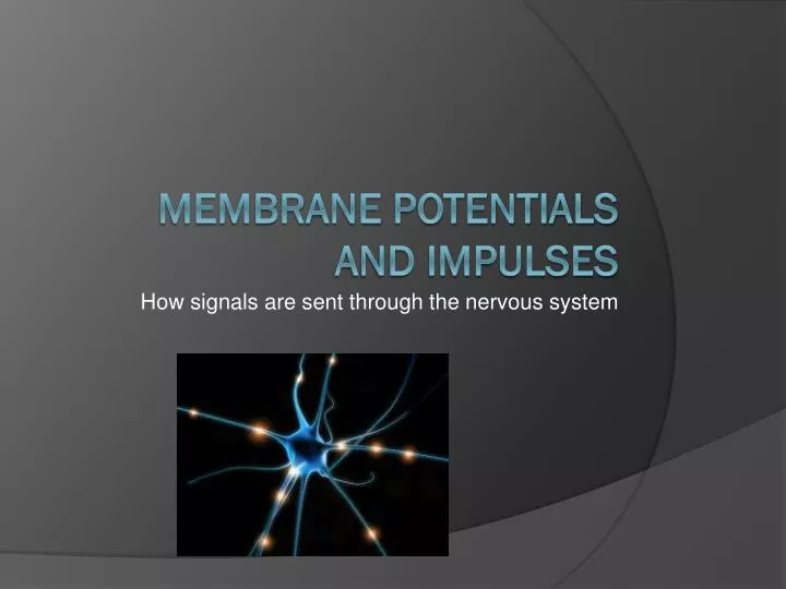 how signals are sent through the nervous system