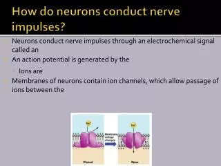 How do neurons conduct nerve impulses?