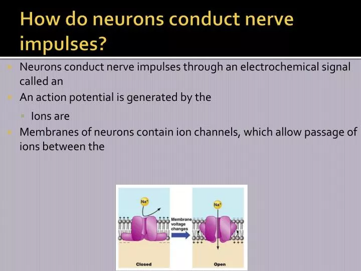 how do neurons conduct nerve impulses