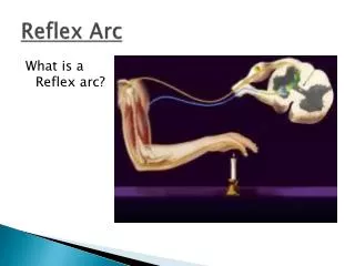 reflex arc