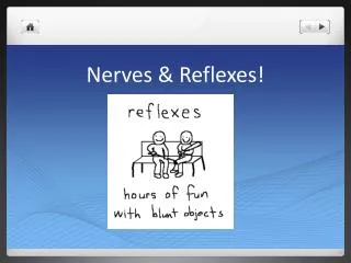 Nerves &amp; Reflexes!