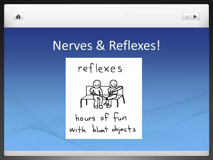nerves reflexes