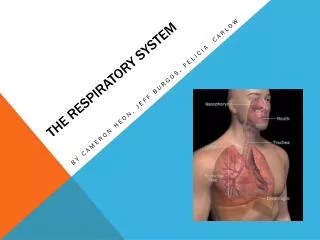 The Respiratory S ystem