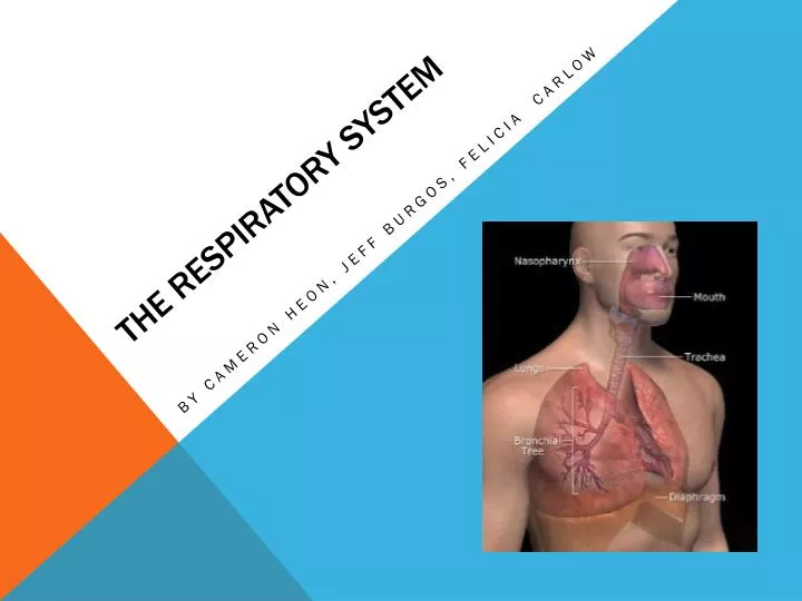 the respiratory s ystem