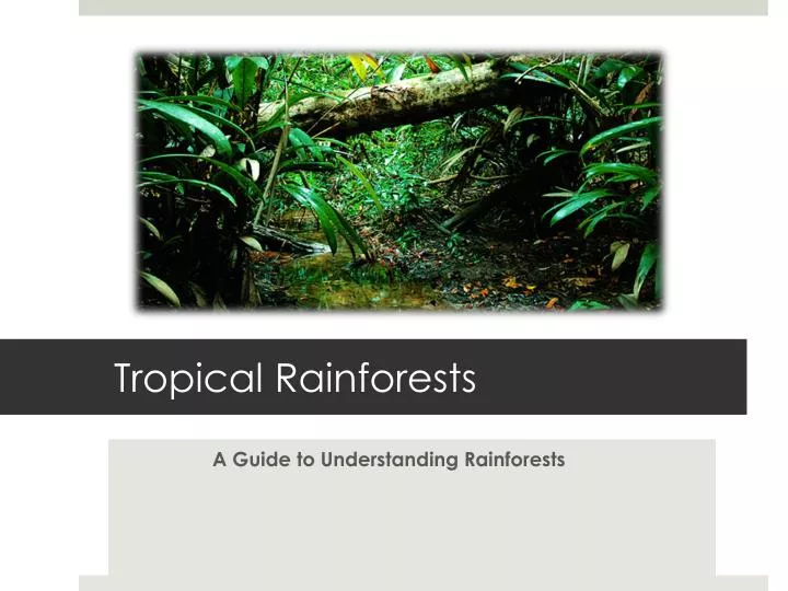 tropical rainforests