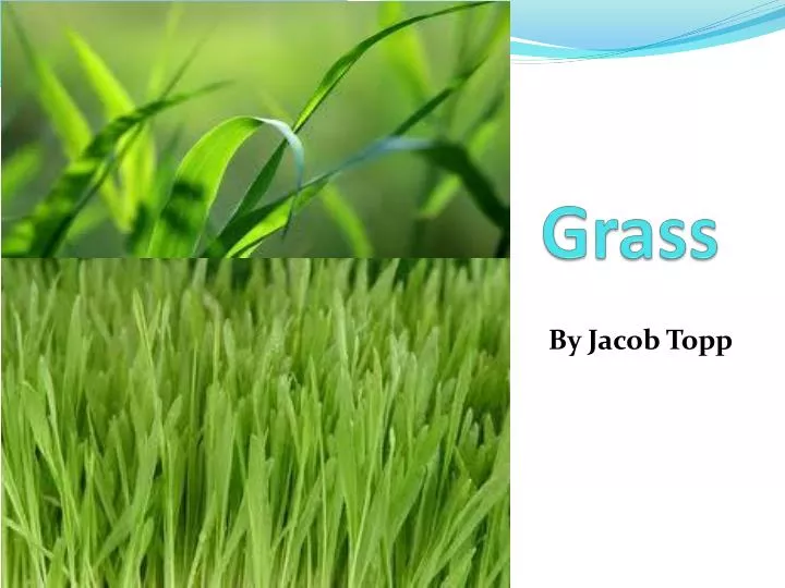 grass