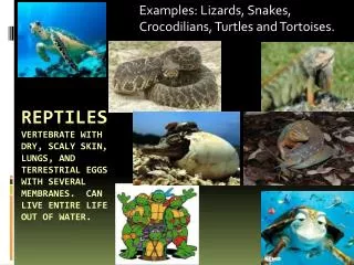 Examples: Lizards, Snakes, Crocodilians, Turtles and Tortoises.