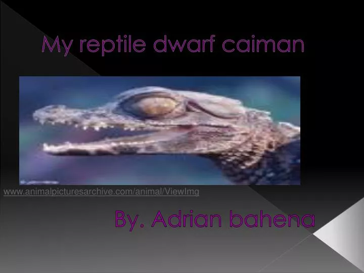 my reptile dwarf caiman