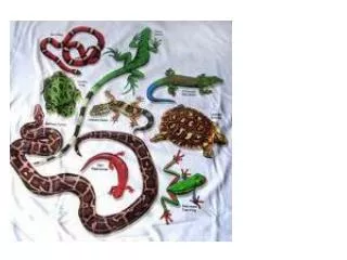 reptiles