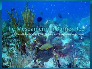 The Mesoamerican Barrier Reef