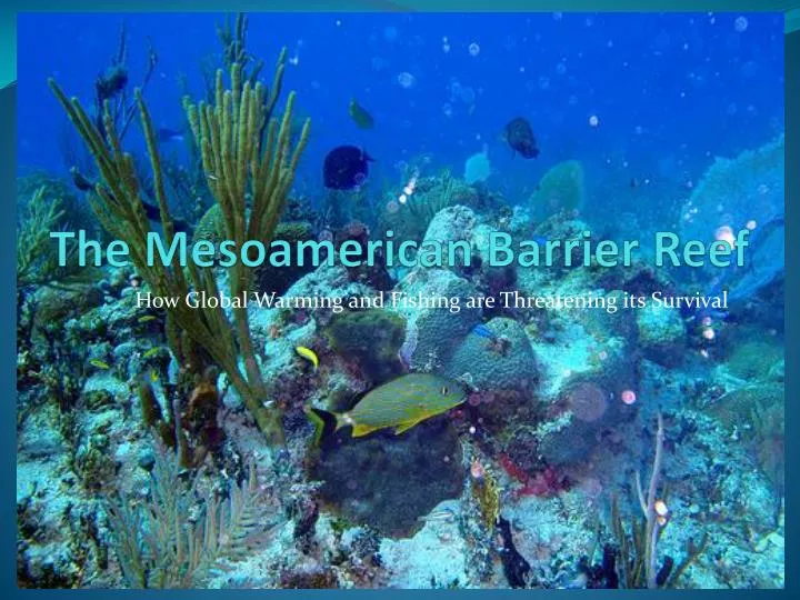 the mesoamerican barrier reef